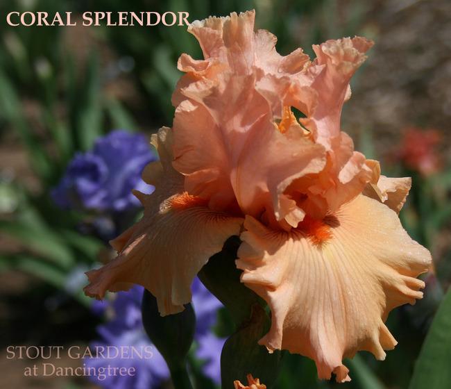 Photo of Tall Bearded Iris (Iris 'Coral Splendor') uploaded by Calif_Sue