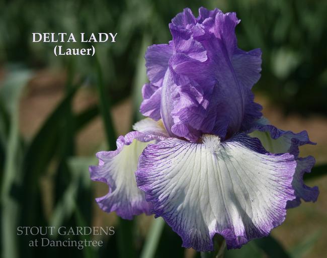 Photo of Tall Bearded Iris (Iris 'Delta Lady') uploaded by Calif_Sue