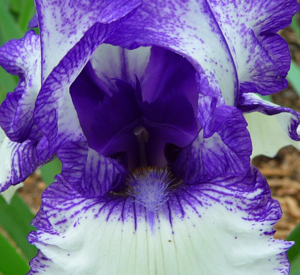 Photo of Border Bearded Iris (Iris 'Orinoco Flow') uploaded by Lestv
