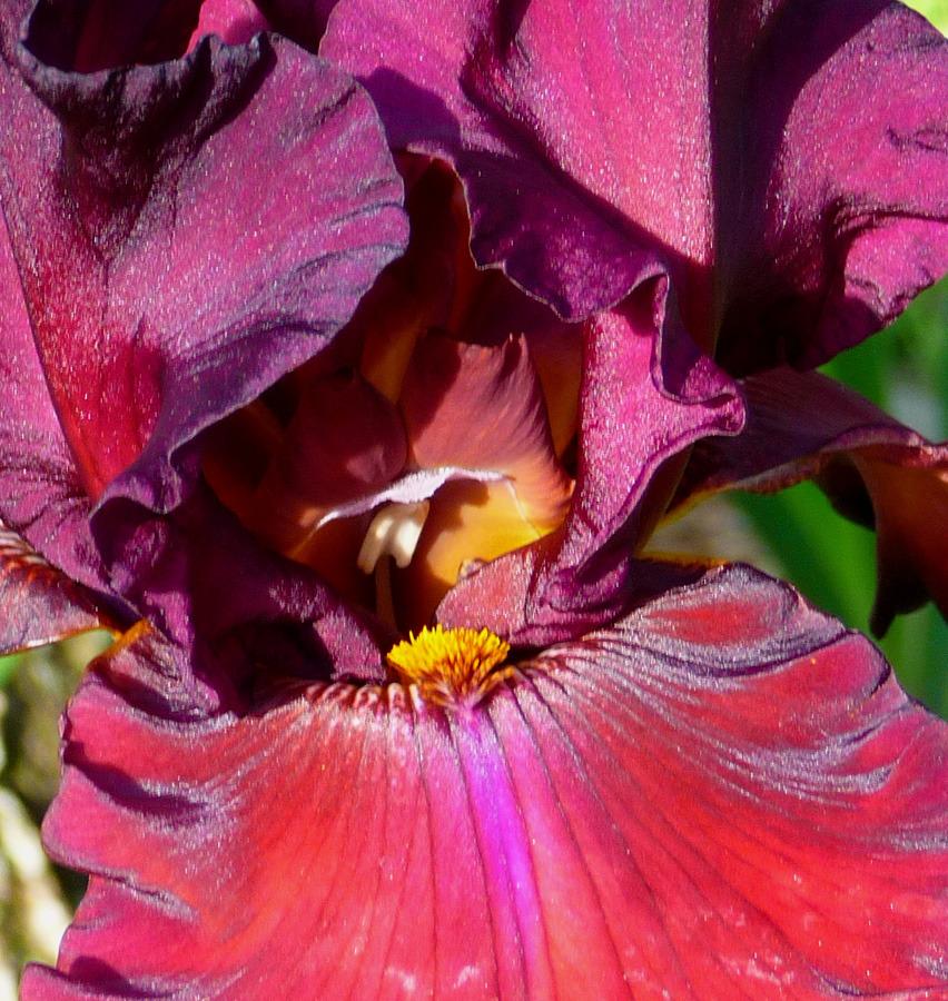 Photo of Tall Bearded Iris (Iris 'Grateful Red') uploaded by Lestv