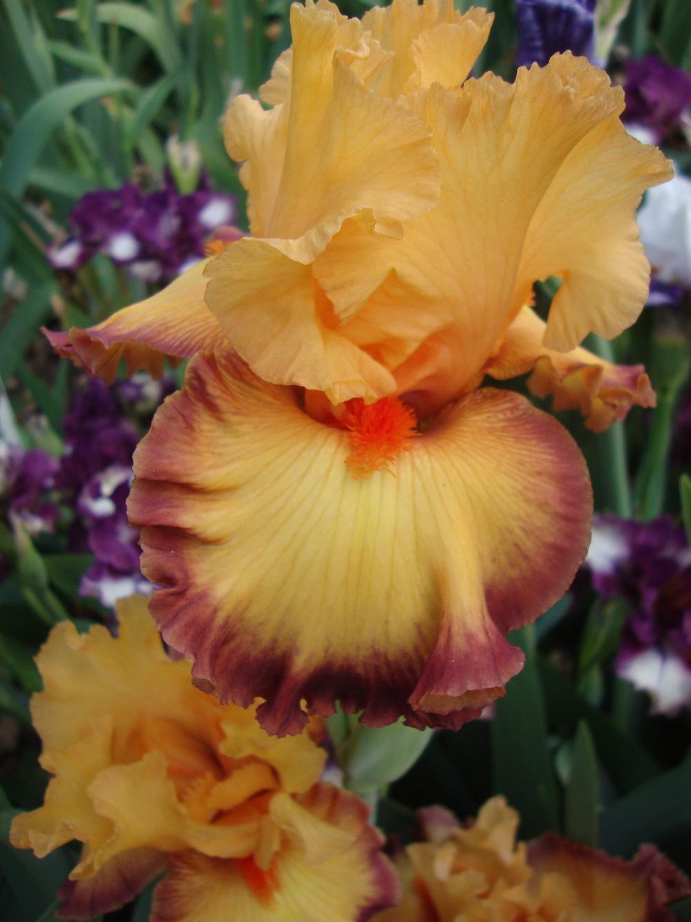 Photo of Tall Bearded Iris (Iris 'Ringtone') uploaded by Paul2032
