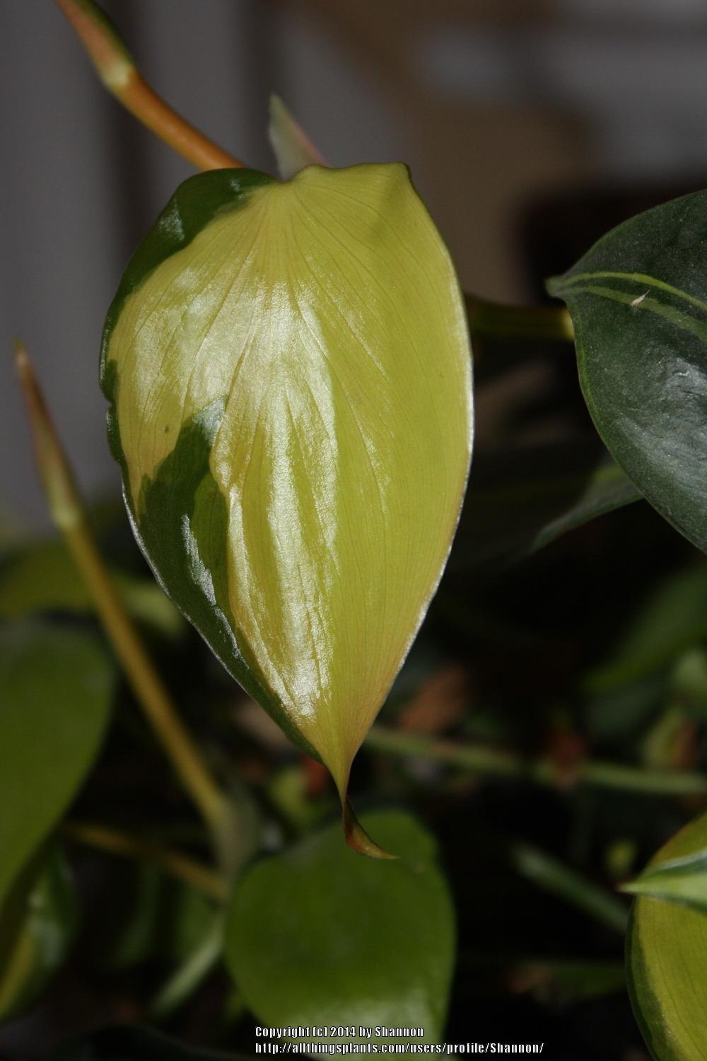 Photo of Philodendron (Philodendron hederaceum var. oxycardium 'Brasil') uploaded by Shannon