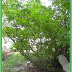 Location: Sebastian, Florida
Date: 2014-05-11
This is an understory shrub that does NOT produce fruit. I grow i