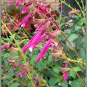 I love the color of this salvia's blooms! It blooms year round in