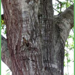 Location: Sebastian, Florida
Date: 2014-05-11
The Laurel Oak has very attractive bark.