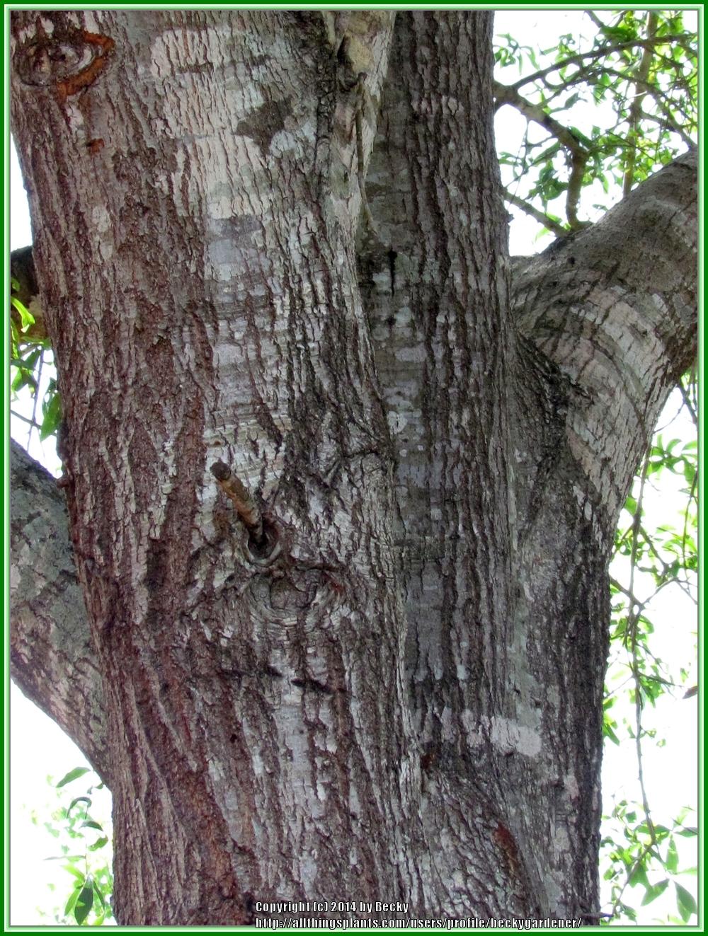 Photo of Laurel Oak (Quercus laurifolia) uploaded by beckygardener
