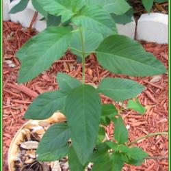 Location: Sebastian, Florida
Date: 2014-05-11
An understory plant that does well in shade. It is a hummingbird 