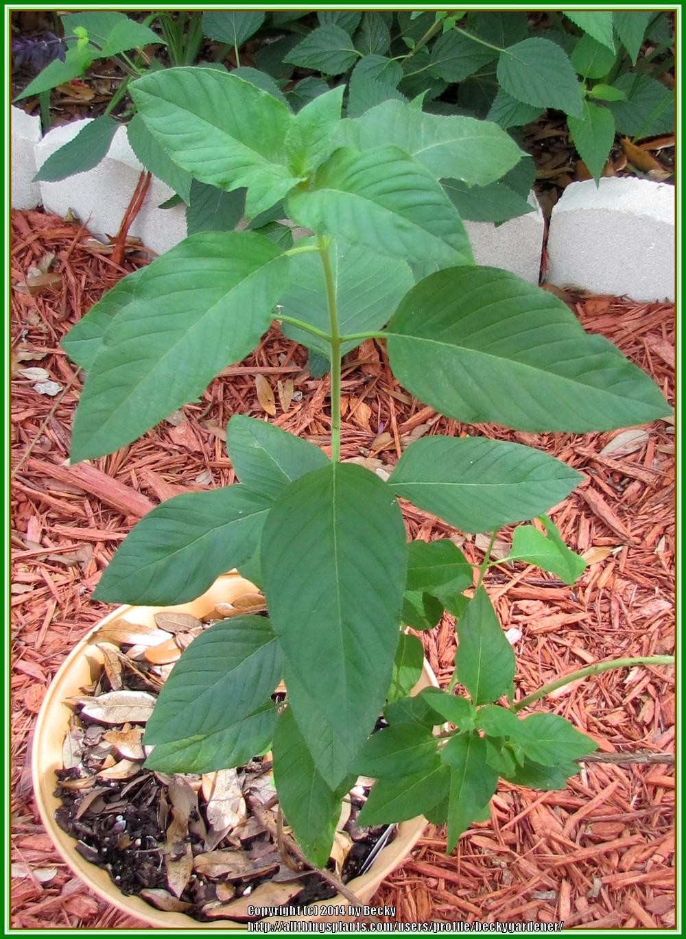 Photo of Salvadoran Cigar Plant (Cuphea salvadorensis) uploaded by beckygardener