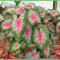 Location: Sebastian, Florida
Date: 2014-05-11
This is a dwarf caladium and grows in a small pot. In Central FL 