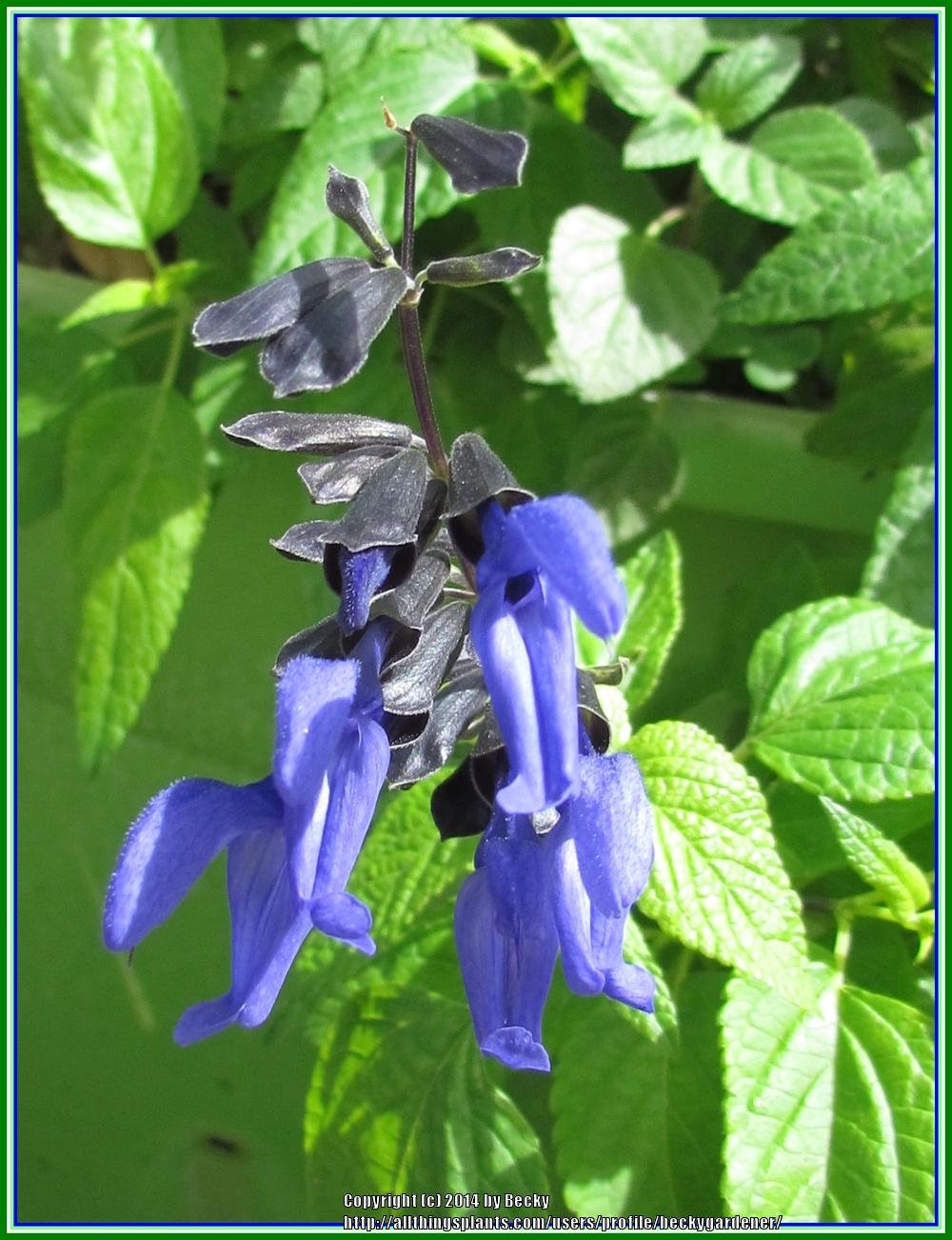 Photo of Anise-Scented Sage (Salvia coerulea 'Black and Blue') uploaded by beckygardener