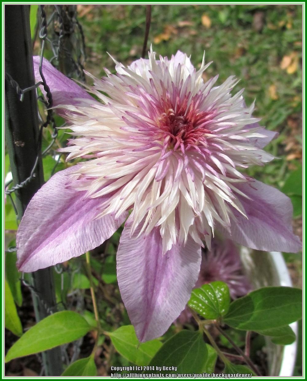 Photo of Clematis Empress™ uploaded by beckygardener
