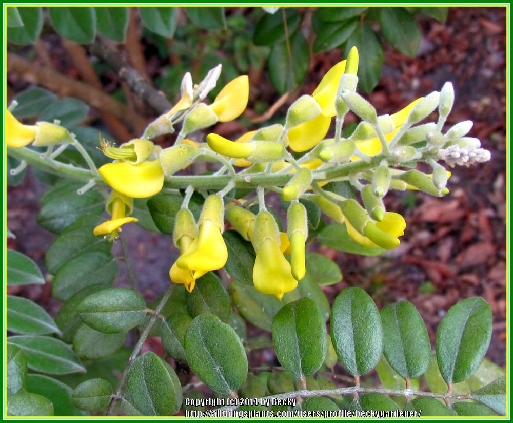 Photo of Yellow necklacepod (Sophora tomentosa) uploaded by beckygardener