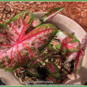 This is a beautiful Caladium with red stems and lovely colored & 