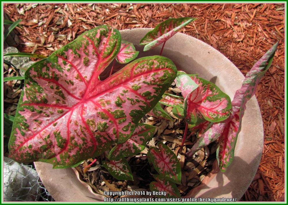 Photo of Fancy-Leaf Caladium (Caladium 'Carolyn Wharton') uploaded by beckygardener