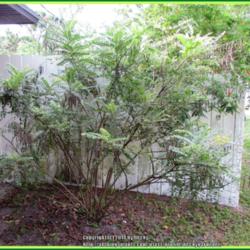 Location: Sebastian, Florida
Date: 2014-05-11
A drought tolerant shrub that attracts small ants and hummingbird