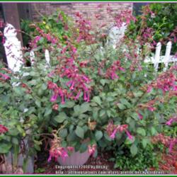 Location: Sebastian, Florida
Date: 2014-05-11
I grow Wendy's Wish Salvia in a large pot. It attracts bees and h