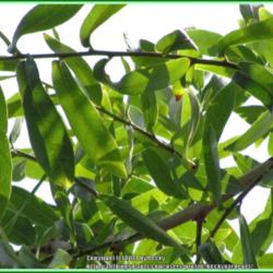 Location: Sebastian, Florida
Date: 2014-05-11
Laurel Oak trees have small elongated leaves that make a great mu