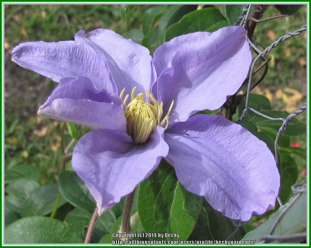 Photo of Clematis 'Silver Moon' uploaded by beckygardener