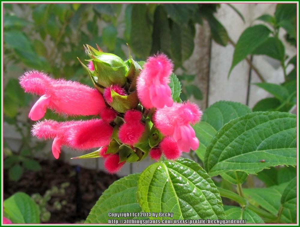 Photo of Bolivian Hummingbird Sage (Salvia oxyphora) uploaded by beckygardener