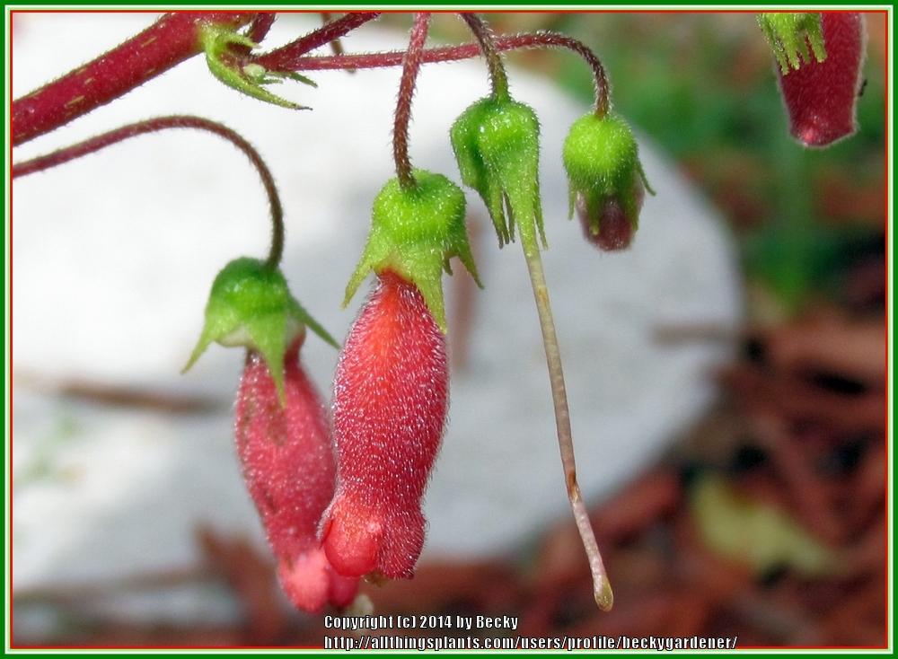 Photo of Hardy Red Gloxinia (Sinningia sellovii) uploaded by beckygardener