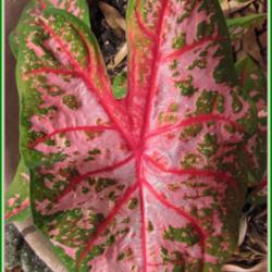 Location: Sebastian, Florida
Date: 2014-05-11
The red veins running through the pink and green leaves make this