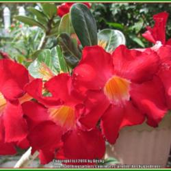Location: Sebastian, Florida
Date: 2014-05-11
This is a prolific blooming plant! Such a brilliant red!