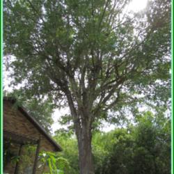 Location: Sebastian, Florida
Date: 2014-05-11
This tree is 22 years old. It is about 20 ft. tall currently.