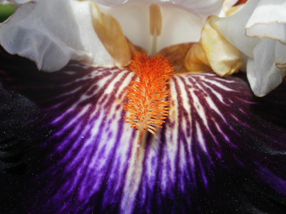 Photo of Tall Bearded Iris (Iris 'Cosmic Celebration') uploaded by bramedog