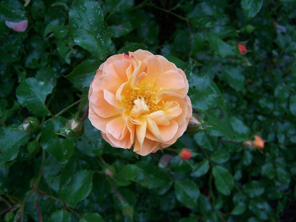Photo of Rose (Rosa 'Peach Drift') uploaded by chickhill