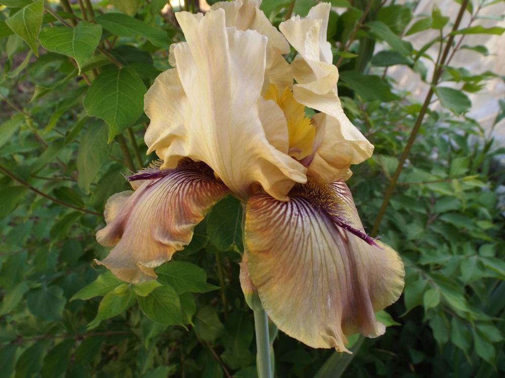 Photo of Tall Bearded Iris (Iris 'Thornbird') uploaded by poisondartfrog