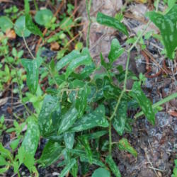 Location: St. Joseph Peninsula state park, St. Joe, FL.
Date: 2014-05-10
Variegated form spotted adjacent to camp site in state park natur