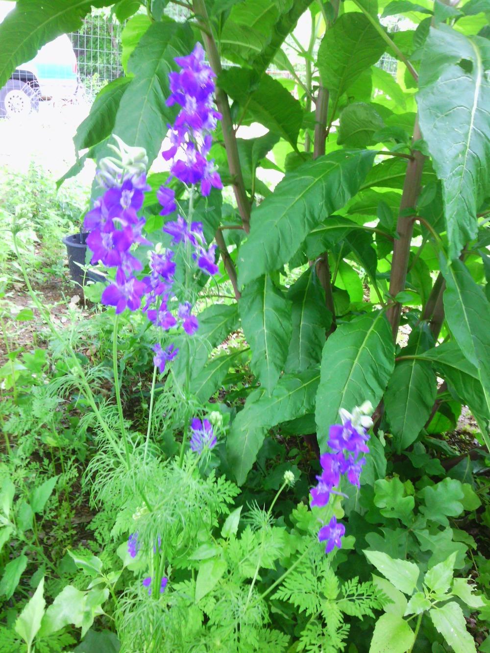 Photo of Larkspur (Consolida ajacis) uploaded by texaskitty111