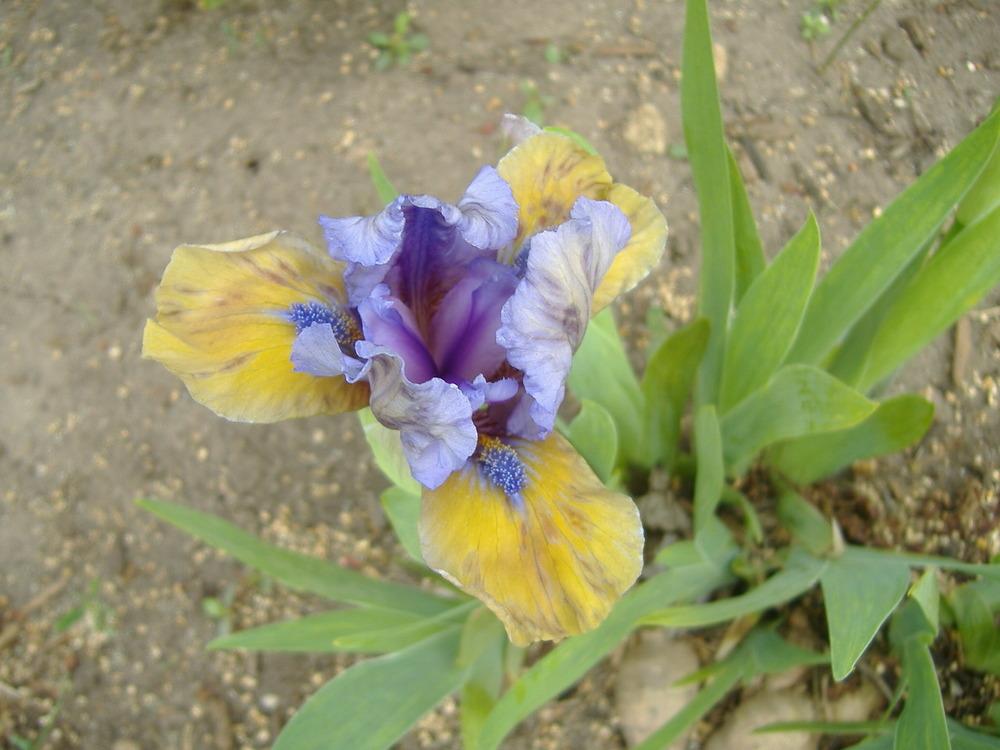 Photo of Standard Dwarf Bearded Iris (Iris 'What Again') uploaded by tveguy3