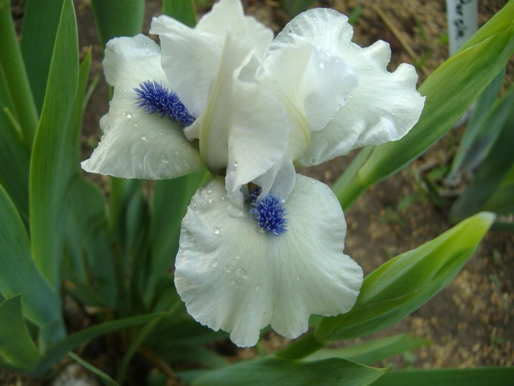Photo of Standard Dwarf Bearded Iris (Iris 'Bluebeard's Ghost') uploaded by tveguy3