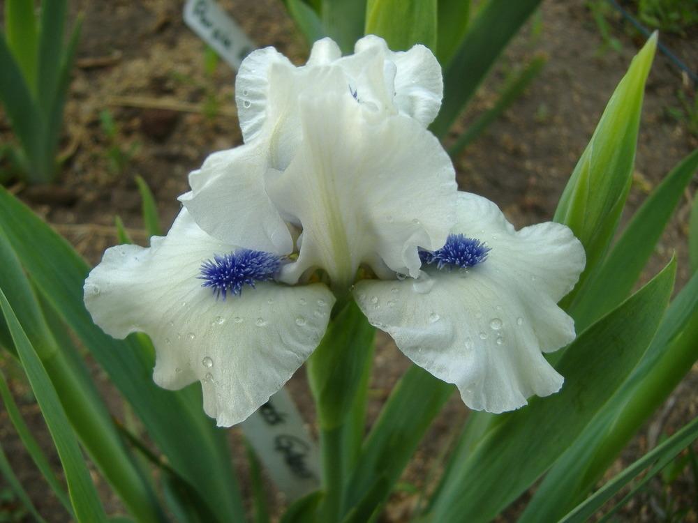Photo of Standard Dwarf Bearded Iris (Iris 'Bluebeard's Ghost') uploaded by tveguy3