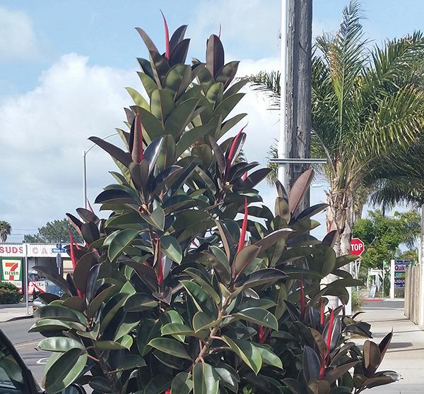 Photo of Rubber Plant (Ficus elastica) uploaded by twistedted