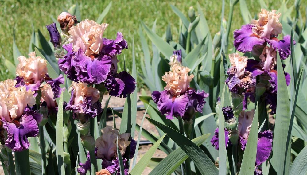 Photo of Tall Bearded Iris (Iris 'Puff the Magic') uploaded by ARUBA1334
