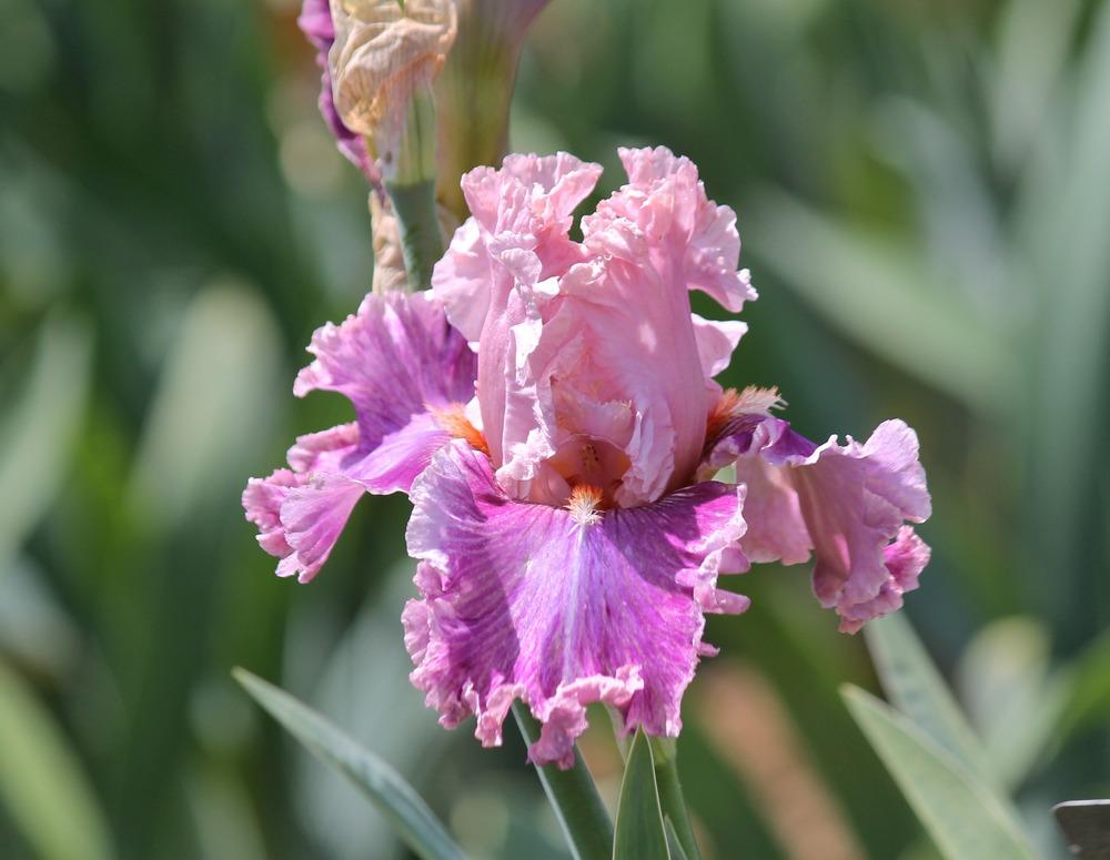 Photo of Tall Bearded Iris (Iris 'Oxford Countess') uploaded by ARUBA1334