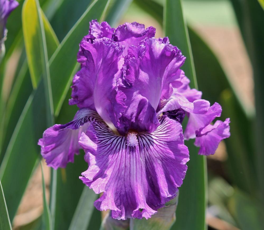 Photo of Tall Bearded Iris (Iris 'Mulberry Magic') uploaded by ARUBA1334