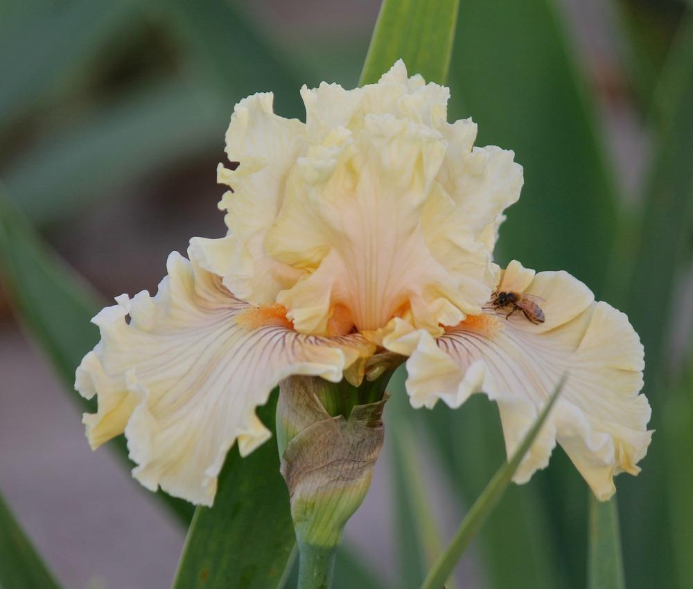 Photo of Tall Bearded Iris (Iris 'Cotillion Gown') uploaded by ARUBA1334