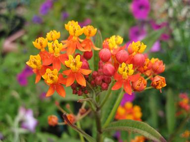 Photo of Tropical Milkweed (Asclepias curassavica) uploaded by Calif_Sue