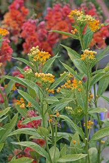 Photo of Tropical Milkweed (Asclepias curassavica 'Silky Gold') uploaded by Calif_Sue