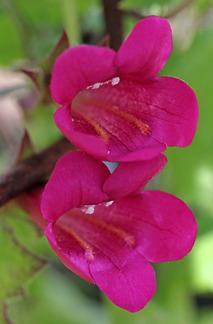 Photo of Mexican Twist (Lophospermum erubescens) uploaded by Calif_Sue