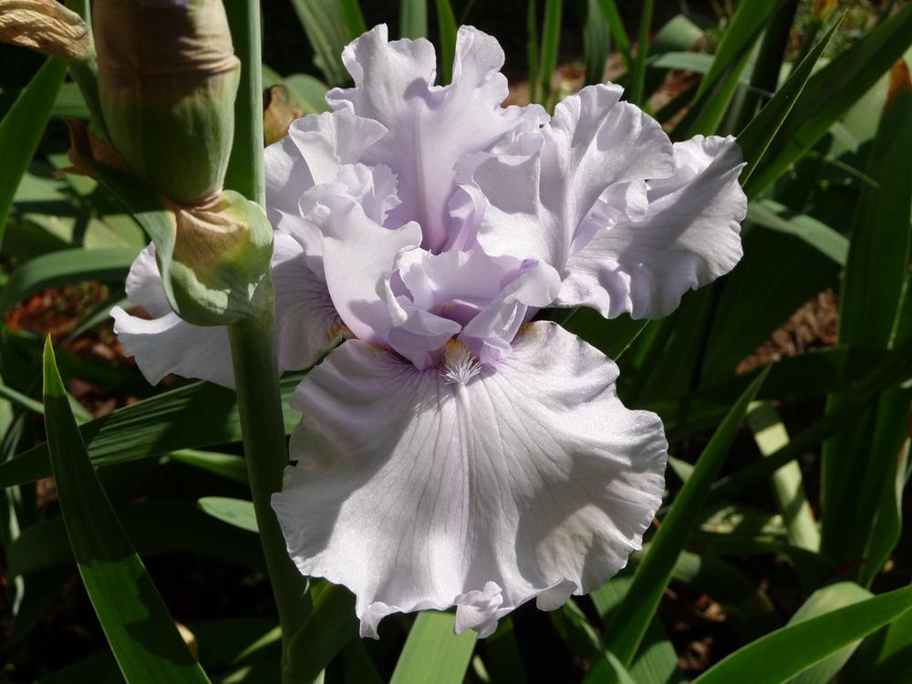 Photo of Tall Bearded Iris (Iris 'Silverado') uploaded by Lestv