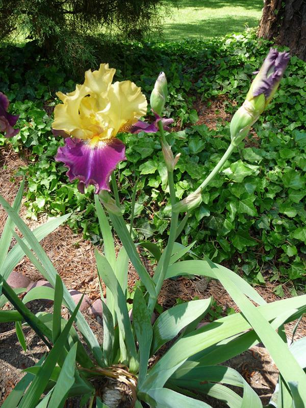 Photo of Tall Bearded Iris (Iris 'Jamaican Dream') uploaded by Lestv