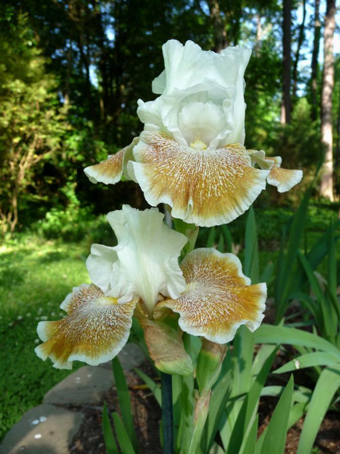 Photo of Tall Bearded Iris (Iris 'Owyhee Desert') uploaded by Lestv