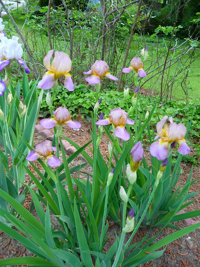 Photo of Tall Bearded Iris (Iris 'Quaker Lady') uploaded by Lestv