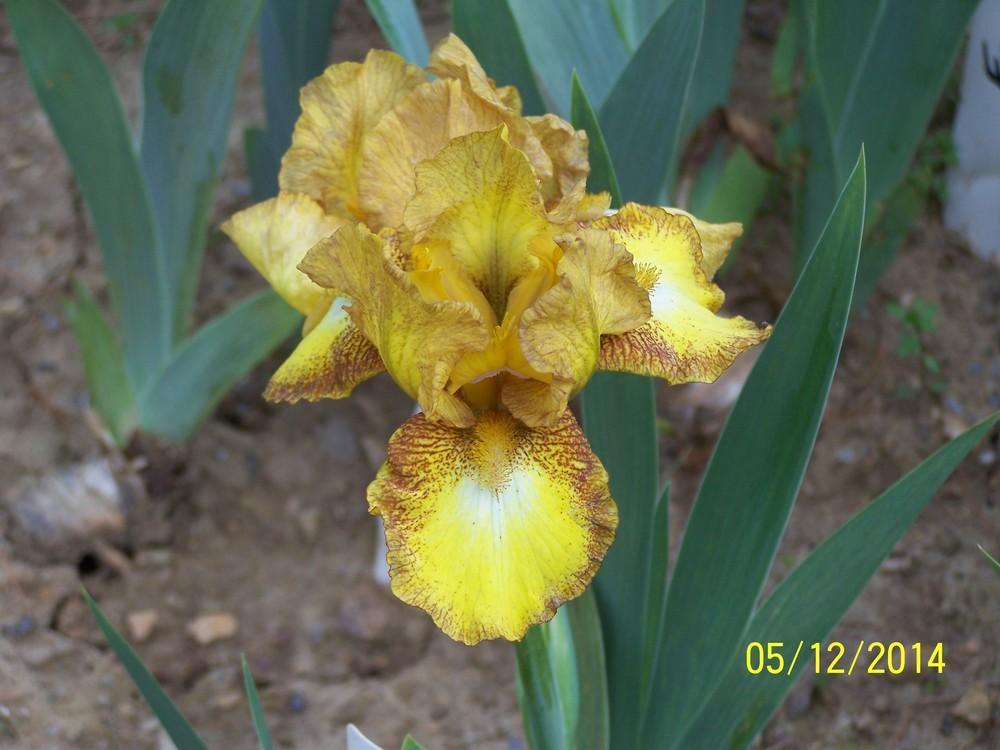 Photo of Intermediate Bearded Iris (Iris 'Butter Pecan') uploaded by Misawa77