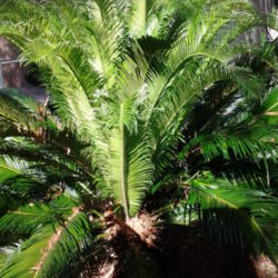 Location: Garden
Date: 2014-05-13
The new fronds of a Double Sago. Taken as a Pup from the Mother, 