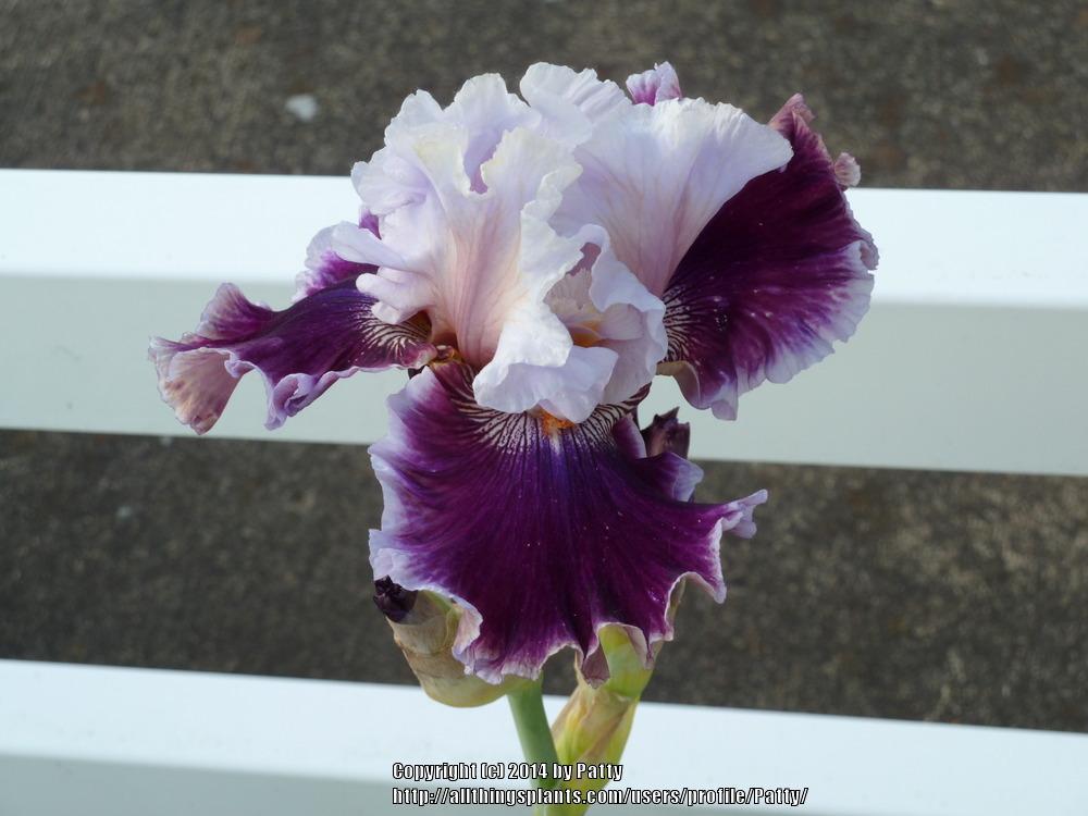 Photo of Tall Bearded Iris (Iris 'Dance to Paris') uploaded by Patty